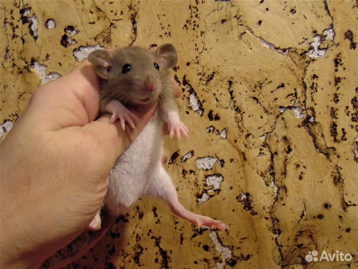 Крысы, крысята дамбо, микки - маусы, клетки, корм