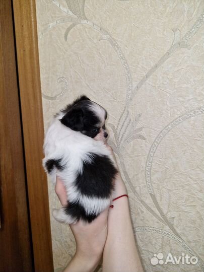 Щенки чихуахуа мини девочки