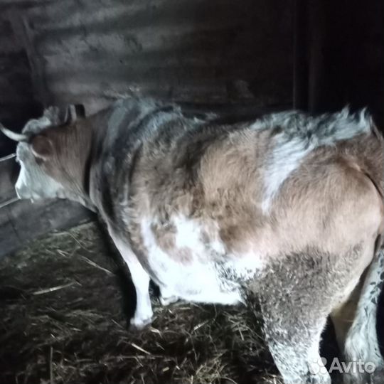 Телки на мясо