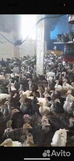 Индюшата северокавказские