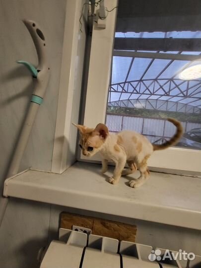 Котята девон-рекс