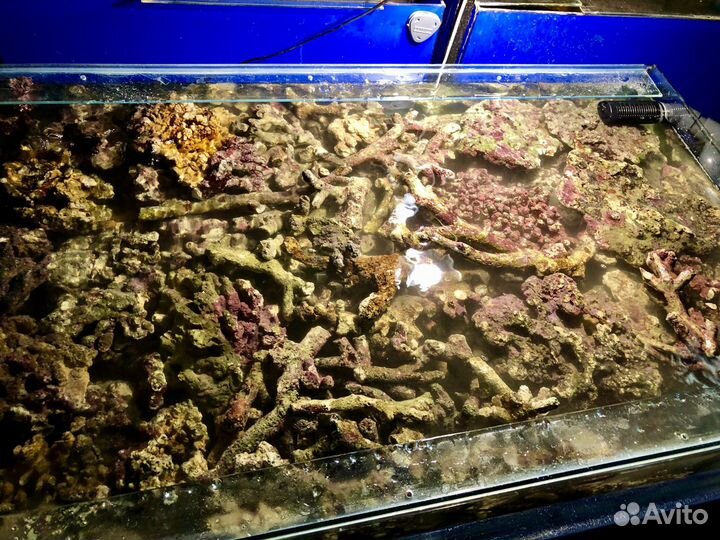 Живые камни (Live Rocks)