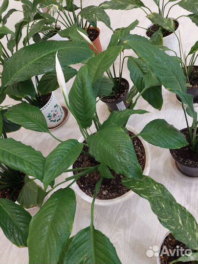 Спатифиллум сортовые