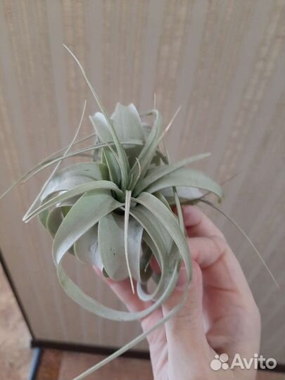 Тилландсия Ксерографика мини