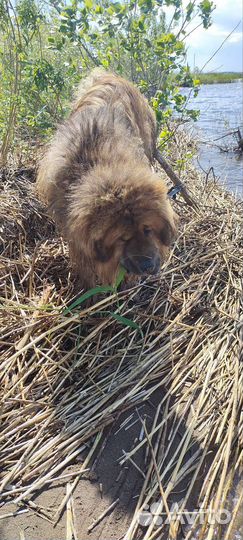 Вязка тибетский мастиф