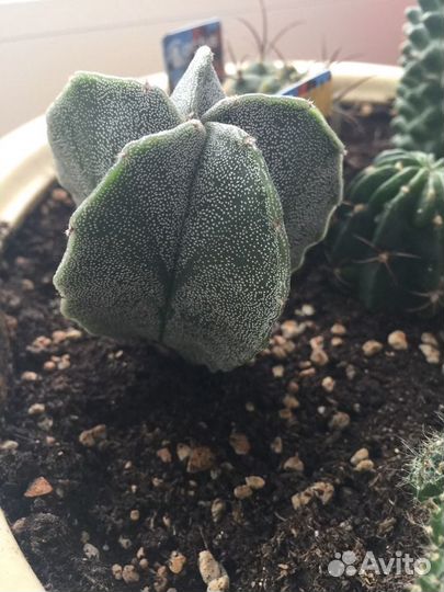 Кактусы. Садик из кактусов