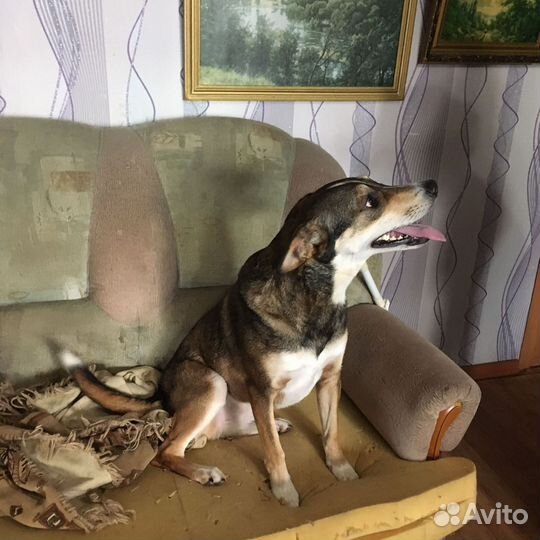 Собака в добрые руки