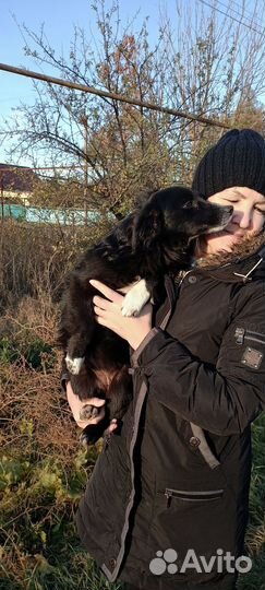 Собачка чёрная короткий хвостик