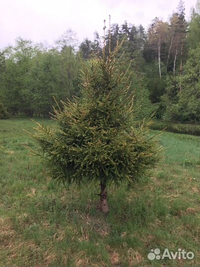 Организатор мероприятий ретритов