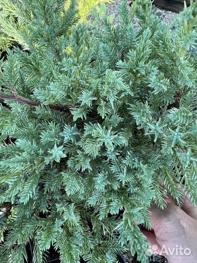 Можжевельник чешуйчатый Холгер