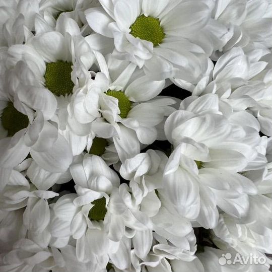 Букет из 15 хризантем