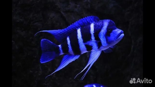 Цифотиляпия фронтоза блю заир Моба