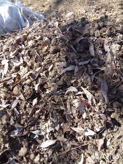 Конский перегной и навоз