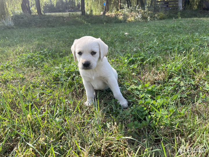 Собака лабрадор