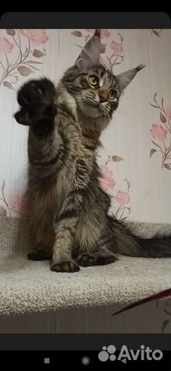 Мейн кун