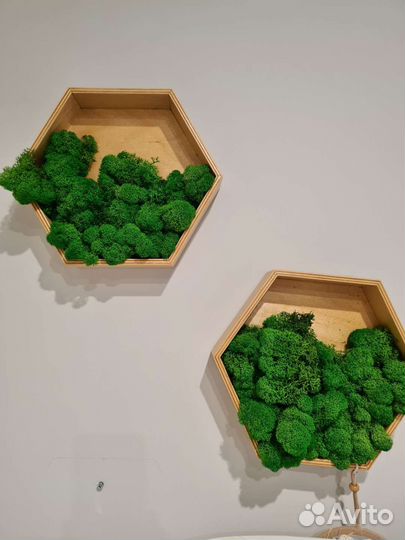 Полка сота мох стабилизированный