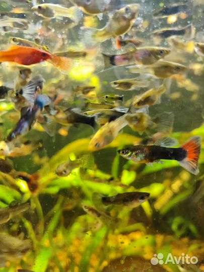 Мальки Гуппи