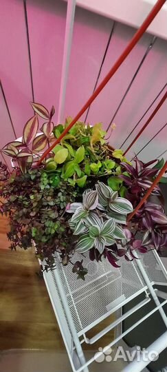 Традесканция