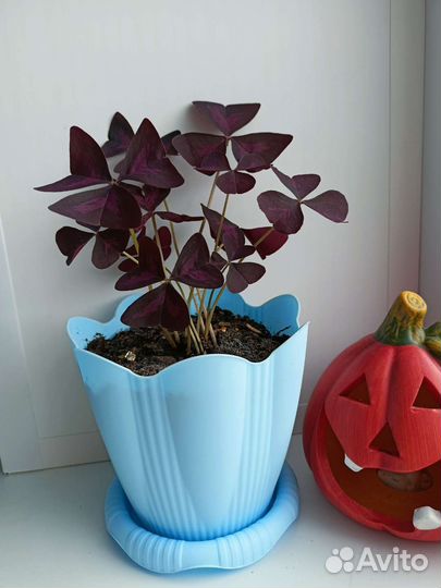 Кислица оксалис