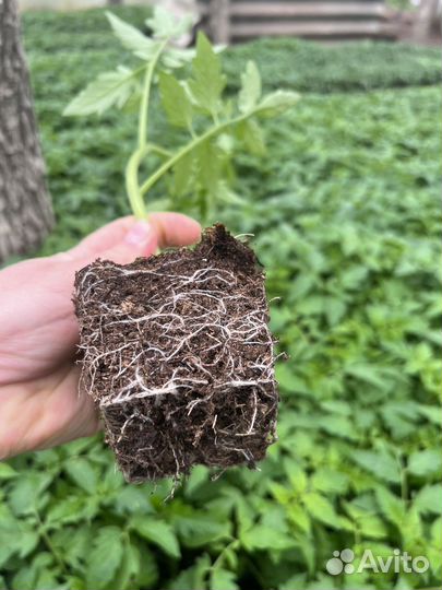 Рассада помидор