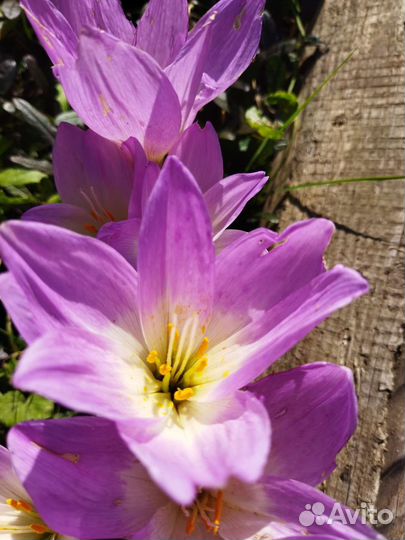 Лук декоративный