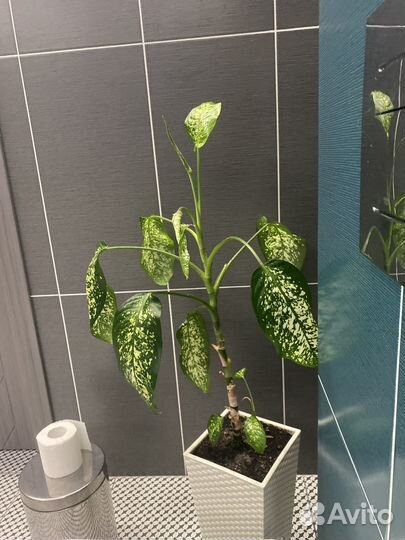 Спатифиллум, дифенбахиа