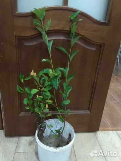 Саженцы вишни