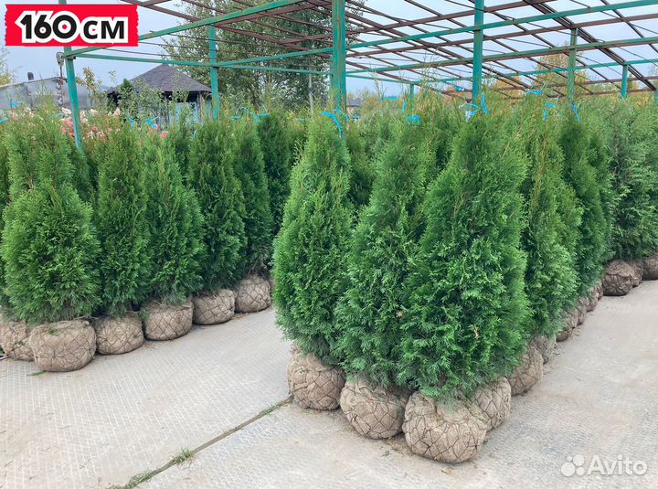 Туя Смарагд саженцы