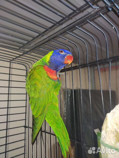 Лорикет самец