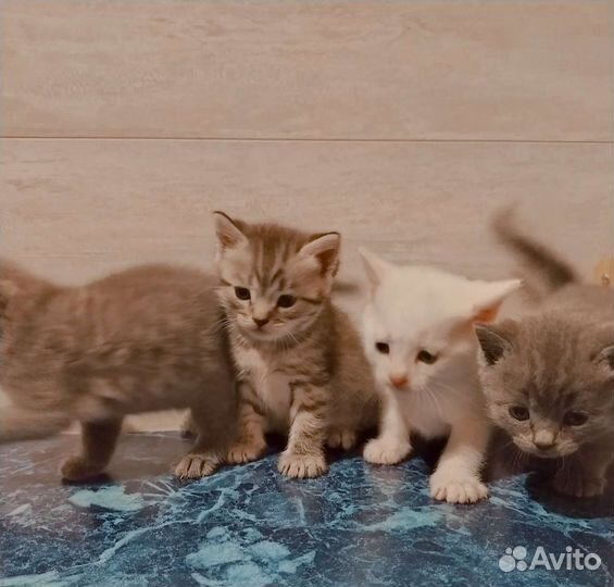 Британские котята