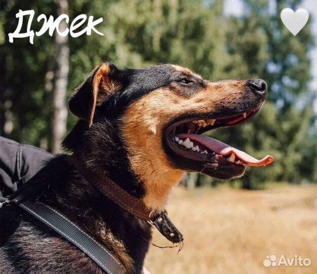 Джек из приюта