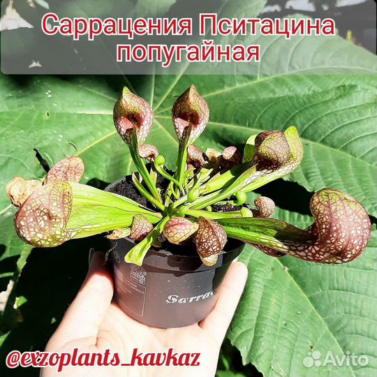 Саррацении