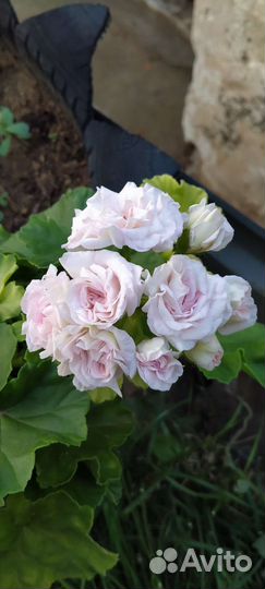 Герань пеларгония розебудная