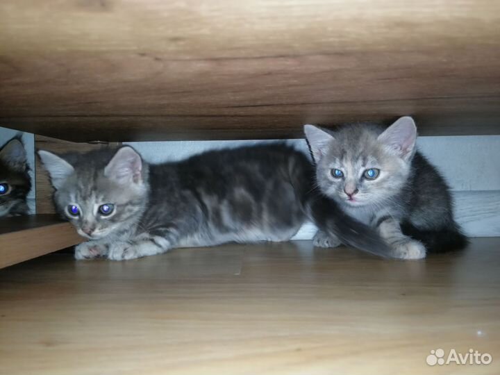 Кошка в дар
