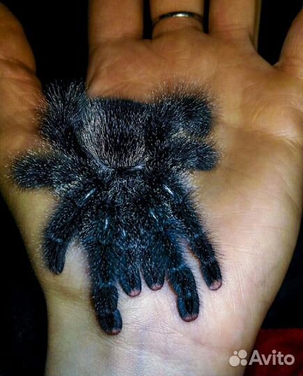 Пауки птицееды Avicularia versicolor и другие виды