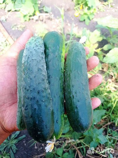 Огурцы свежие домашние