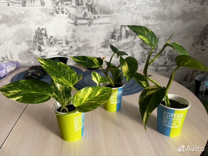 Эпипремнум