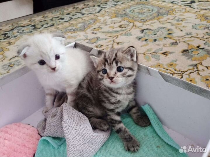 Котята мальчики от вислоухой мамы в дар бесплатно
