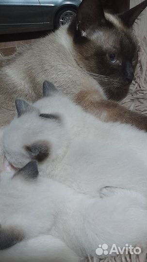 Котята Тайские