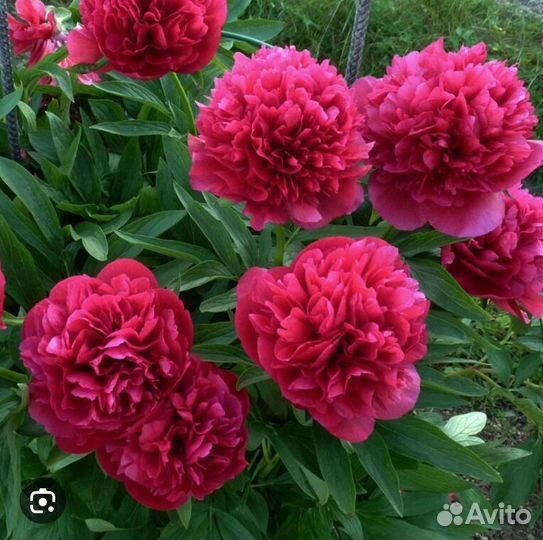 Пионы саженцы