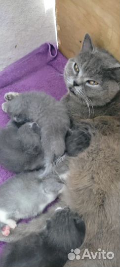 Британская кошка