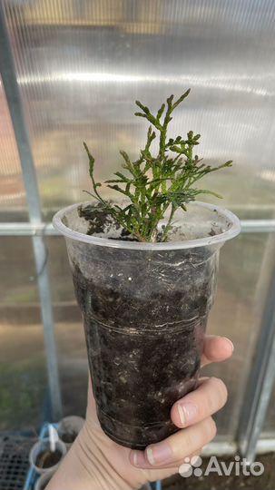 Туя запандая смарагд