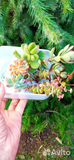 Крассулы. Набор 1