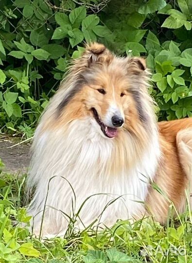 Щенки колли