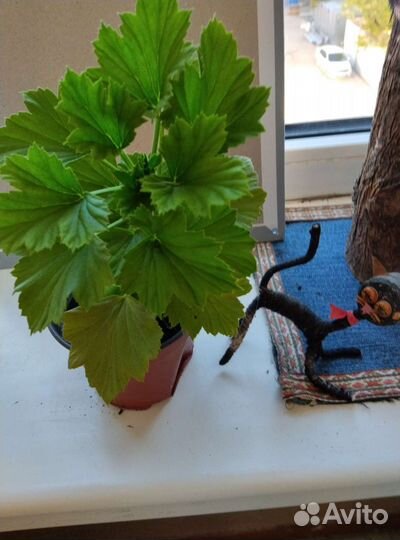 Кислица150, королевская герань300