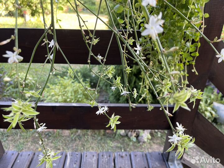 Вербейник монетчатый ампельный и хлорофитум