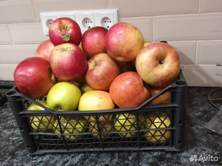 Яблоки домашние