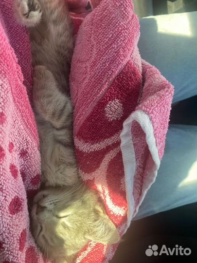 Малышка Леся ищет семью