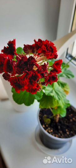 Герань цветущая