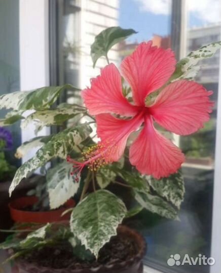 Гибискус вариегатный карновал